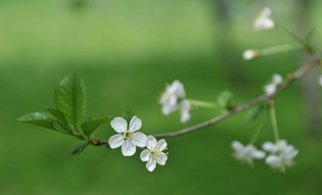 Почему не цветет вишня – 5 возможных причин и советы, что делать | В